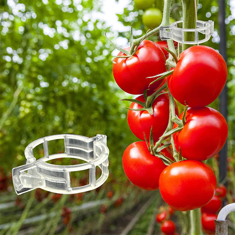 🍅🌱【50%OFF】【🔥200 piezas】Clip de fijación ajustable para el crecimiento saludable de plántulas – Soporte seguro, fácil de usar y favorece un desarrollo rápido