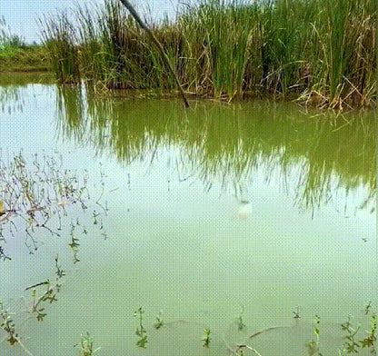 🔥🔥【10 botellas】🎯[Atrapa un pez en segundos] Cebo fresco con partículas de proteína animal: un producto muy buscado entre los pescadores profesionales 🐟🎣